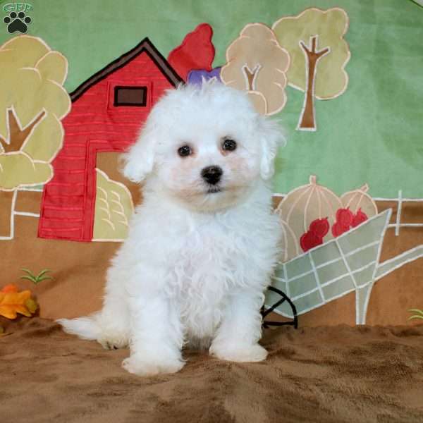 Quincey, Bichon Frise Puppy